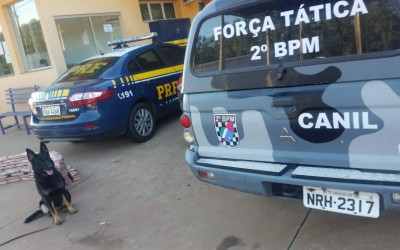 Cadela Neca da PM ajuda a encontrar mais de 100 kg de droga escondido em carro