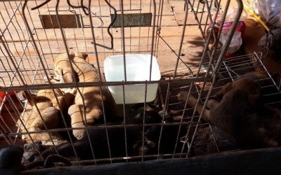 Filhotes de cachorro são resgatados em situação degradante