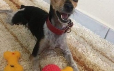 Família procura por cachorrinha de estimação que fugiu após tentativa de furto em residência