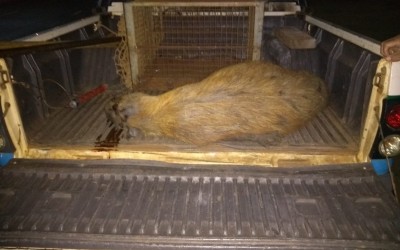 Capivara é atropelada e arrastada por cerca de 30 metros na Lagoa Maior