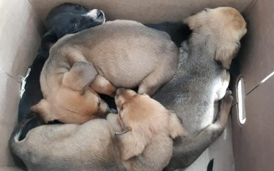 Vereadores de Três Lagoas aprovam projeto de lei contra os maus-tratos animais