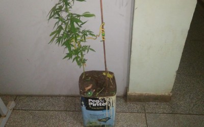 Polícia prende homem com pé de maconha e adolescente com celular furtado