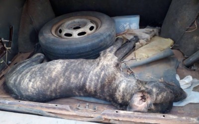 Acorrentado, cachorro não consegue se defender de ataque de abelhas e morre