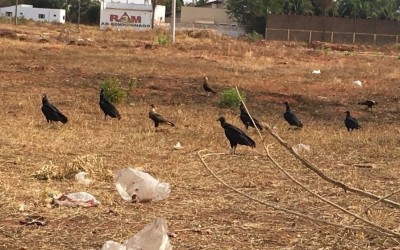 Azul pode cancelar voos devido à presença de urubus próximos ao Aeroporto