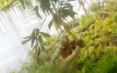 Leitora registra jacaré se alimentando de tartaruga na Lagoa Maior 