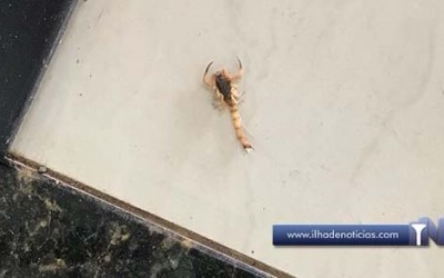 Escorpião até no shopping de Ilha Solteira-SP