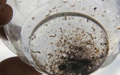 Números da dengue este ano, já são 40% maiores do que em 2015 inteiro