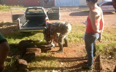 Égua é encontrada ferida e abandonada, mas prefeitura não tem veículo para o socorro