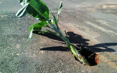 “Pé de Bananeira” é colocado em via para sinalizar perigo 