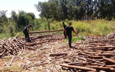  Suspeitos de furtarem madeiras são presos pela Patrulha Rural 