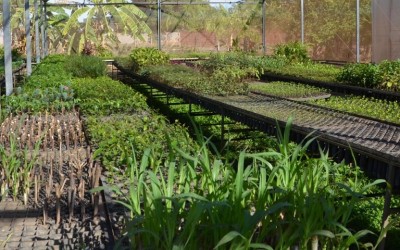 Viveiro Municipal coloca centenas de mudas de árvores e plantas a disposição da população três-lagoense