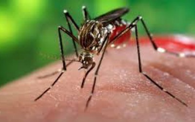 Saúde de MS confirma primeiros dois casos de febre chikungunya em 2016