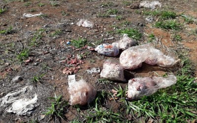 Polícia Civil investiga descarte irregular de carne nas proximidades do Aeroporto de Três Lagoas