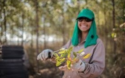 Eldorado abre vagas para líderes florestais em Selviria   