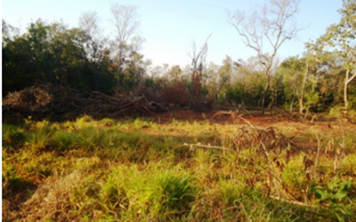 PMA autua dono de sítio por desmatamento ilegal de vegetação de cerrado
