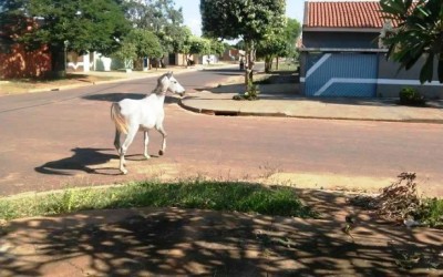Cavalo solto está vagando há duas semanas pelas ruas do Parque São Carlos, denuncia moradores  