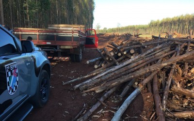Quarteto é flagrado tentando furtar madeiras de fazenda e são presos pela Força Tática de Três Lagoas