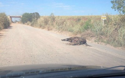 Cavalo atropelado por bitrem em rodovia é desovado em estrada vicinal 
