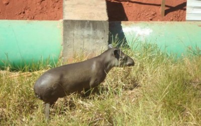 Anta capturada em empresa de Três Lagoas foi levada para o CRAS em Campo Grande