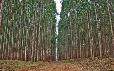 Três Lagoas é cidade com maior área plantada de eucaliptos, diz IBGE