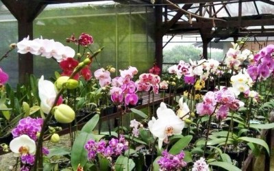 Orquidário Santa Ana traz novidades em orquídeas e adubos na Casa do Artesão