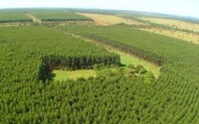 Fibria usa tecnologia inédita para monitorar e ter visão tridimensional da floresta