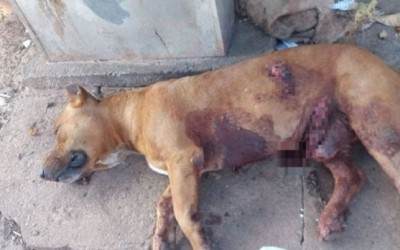 Cachorro da raça Pitbull é morto a facadas em Três Lagoas