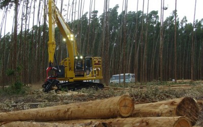 Eldorado terá financiamento do BNDES para plantio de florestas