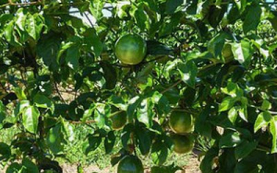 Agraer incentiva plantio de maracujá através de pesquisa