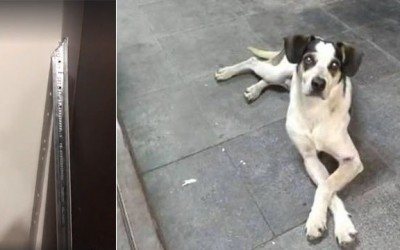 Cachorra morta foi agredida com barra de alumínio pontiaguda