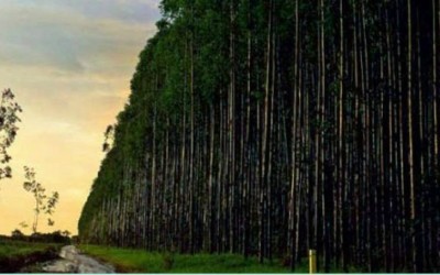 Eldorado reajusta preço da celulose em 30 dólares por tonelada em todos os mercados