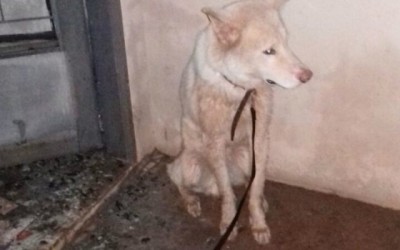 Bombeiros combatem incêndio  no bairro Vila Nova e salvam cachorro que estava na casa