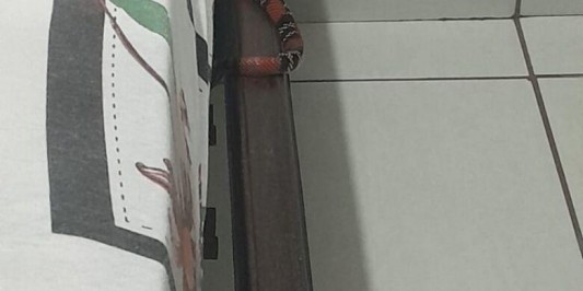 Cobra coral é encontrada em cima de cama em Dourados