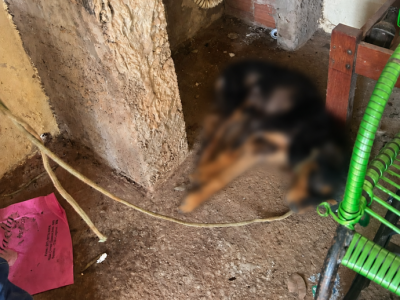 Polícia Militar entra em ação após denúncia de maus-tratos contra cachorro e mulher acaba respondendo criminalmente em Três Lagoas