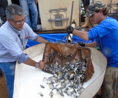 CTG BRASIL SOLTA 110 MIL PEIXES NO RIO PARANÁ