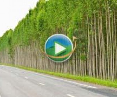 CNA debate cultivo de eucalipto em feira de Três Lagoas