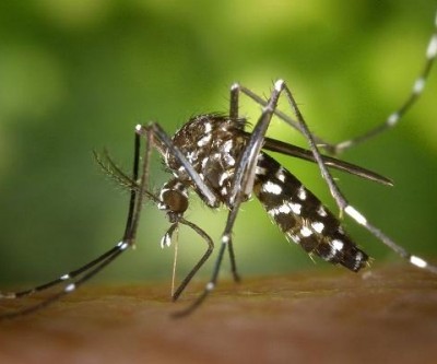 MS tem 18 mortes por dengue e epidemia atinge 70 cidades