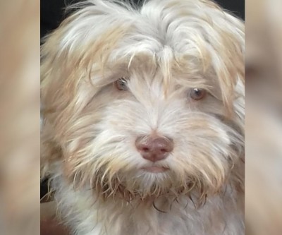 Família busca por Juninho, pet desaparecido desde quarta-feira