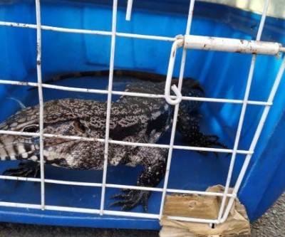 Lagarto teiú é capturado em Castilho no meio da rua