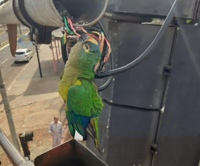 Pássaro morre eletrocutado ao bicar fio de semáforo