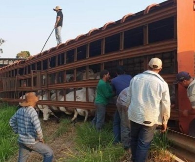 Em Paraíso das Águas, caminhão boiadeiro tomba e gado fica preso em carroceria na MS-316