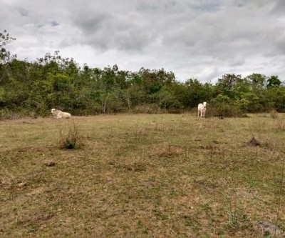 PMA de Três Lagoas autua pecuaristas em R$ 30 mil por manutenção de gado em área protegida por lei