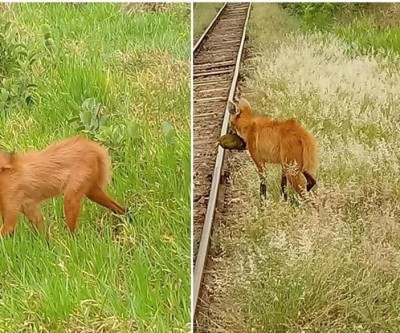 Lobo Guará é flagrado se alimentando de Jaca na região do Arapuá 
