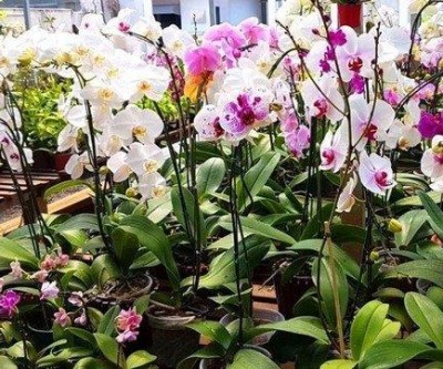 Exposição na Casa do Artesão terá orquídeas a partir de R$ 15,00