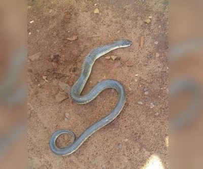 Cobras e mato alto causam problemas para moradores do Jd. Carandá