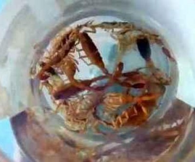 Infestação: Morador encontra pelo menos 50 escorpiões em casa