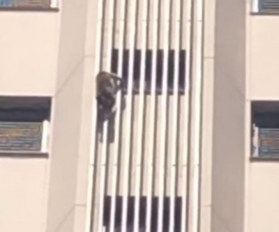 Macaco é flagrado escalando prédio de 16 andares em Araçatuba