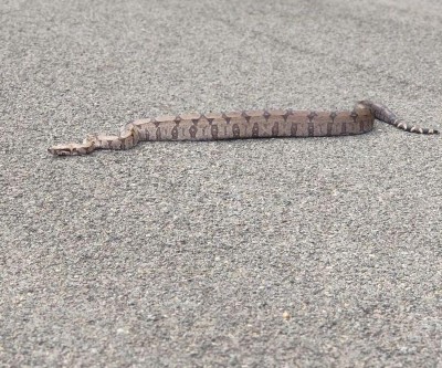 Coragem: Três-lagoense retira cobra de rodovia e evita atropelamento 