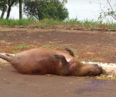 Prefeitura de Araçatuba é condenada a pagar R$ 7,8 mil de indenização a homem que atropelou capivara