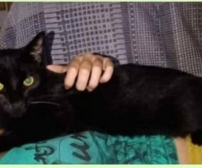 Gato desaparece próximo da rodoviária e família recompensa quem encontrar